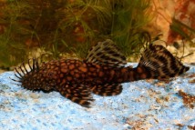 Анциструс Ріо Парагвай Ancistrus sp. Rio Paraguay, 3-4 см