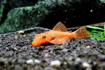 Анциструс красный Ancistrus red, 3-4 см