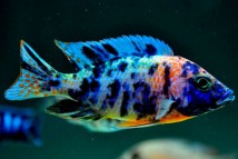 Аулонокара мультиколор Aulonocara multicolor, 4-5 см