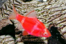 GloFish Barbus tetrazona red GLOFISH, 2-3 см