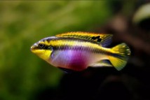 Пельвікохроміс пульхер (папужка) Pelvicachromis pulcher., 3-4 см