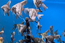Скалярія темна смугаста Pterophyllum scalare, 6-7 см