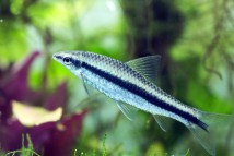Сіамський водоростеїд Crossocheilus siamensis, 3-4 см