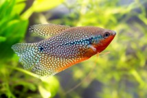 Гурами перлинний Trichogaster leeri, 6-7 см