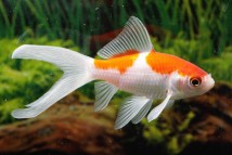 Комета Carassius auratus, 9-10 см