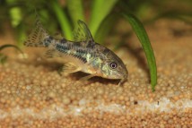Corydoras paleatus, 1-2 см