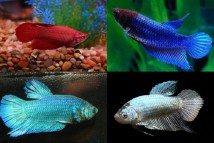 Півник вуалєвий підлітки Betta splendens, 2-3 см