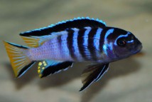 Псевдотрофеус мпанга Pseudotropheus elongatus Mpanga, 5-6 см