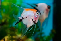 Скалярія KOI Pterophyllum scal. коі, 3–4 см
