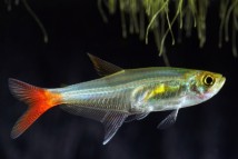 Тетра скляна Prionobrama filigera, 3-4 см
