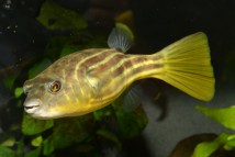 Tetradon fahaca Tetraodon lineatus, 3-4 див