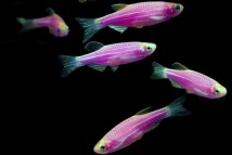 Даніо бузковий Danio GloFish, 2-3 см