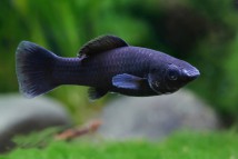 Моллінезія чорна Poecilia sphenops, 3-4 см