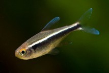 Неон чорний Hyphessobrycon herbertaxelrodi, 2-3 см