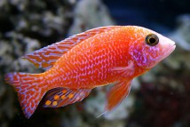 Аулонокара червоний дракон Aulonocara firefish, (5-6 см)