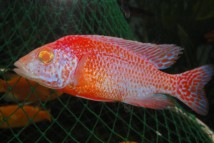 Аулонокара красный дракон  Aulonocara firefish albino, (5-6 см)