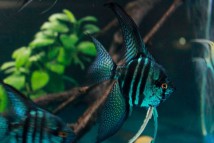 Скаляри пиной зебра Pterophyllum scalare Pinoy Zebra, 5-6 см
