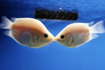 Гурамі поцілунковий Helostoma temminckii, 2-3 см