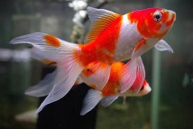 Комета сараса Carassius auratus comet, 5-6 см