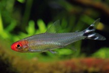 Родостомус Hemigrammus rhodostomus, 2-3 см