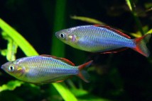 Райдужка неонова Melanotaenia praecox, 2-3 см
