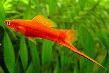 Меченосець метелик Xiphophorus helleri, 3-4 см