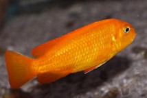 Псевдотрофеус саулозы коралл  Pseudotropheus saulosi Coral (4-5)