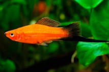 Меченосець метелик Xiphophorus helleri, 4-5 см