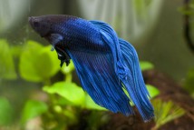 Півень вуалехвостий самець чорно-синій (імпорт) Betta splendens, 5-6 см