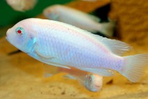 Псевдотрофеус зебра сніжинка Pseudotropheus sp. Albino 6-7