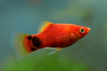 Пецилія Міккі Маус Poecilia mickey mouse, 2-3 см