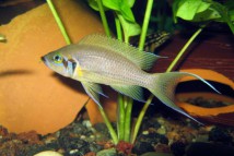 Принцеса бурунді Neolamprologus brichardi, 3-4