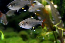 Пристіла Pristella maxillaris, 3-4