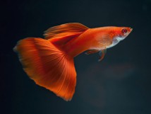 Гуппи full red (Guppy full red), 2-3 см