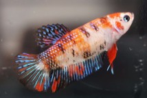 Півник кої самка (Betta splendens), 3-4 см