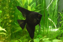 Скалярия черная (Pterophyllum scal. black) , 8-9 см