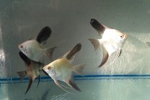 Скалярія перлина Болгарії (Pterophyllum scalare var), 6-7 см