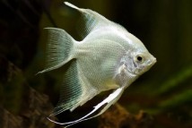 Скалярія платинова (Pterophyllum scalare), 7-8 см