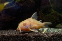 Коридорас крапчастий альбінос (Corydoras paleatus var albino) 2-3 см