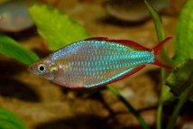 Райдужка неонова (Melanotaenia praecox) 4-5 см