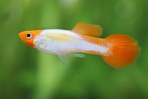 Гуппи самец Platinum Koi Guppy, 2-3 см