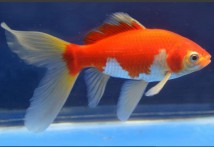 Комета сараса Carassius auratus comet, 4-5 см