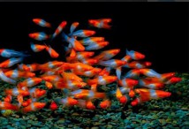 Меченосец санта клаус Xiphophorus helleri, 2-3 см