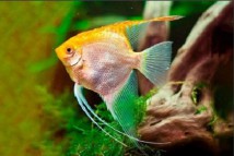 Скалярія золота Pterophyllum scal. gold, 3-4 см