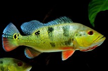 Цихла оцеляріс Cichla ocellaris, 6-7 см