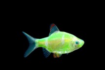 Барбус кольті зелений GloFish (Barbus tetrazona GLOFISH) 2-3 см