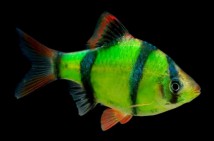 Барбус суматранський зелений GloFish (Barbus tetrazona GLOFISH) 3-4 см