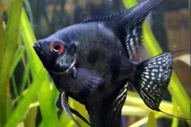Скалярія піною привид Pterophyllum pinoy, 4-5 см