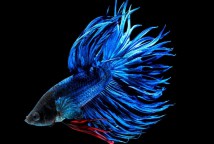 Півник корона самець (Betta splendens), 4-5 см