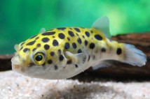 Тетрадон зелений (імпорт) Tetradon fluviatilis, 2-3см